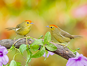 sue hsu's photo